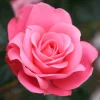 Bella Rosa*Omnia Garden Outlet