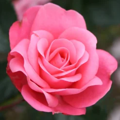 Bella Rosa*Omnia Garden Outlet