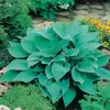 Blåfunkia Halcyon*Omnia Garden Hot