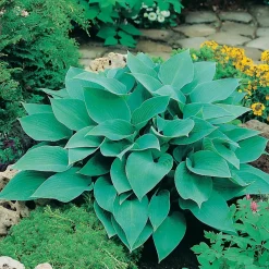 Blåfunkia Halcyon*Omnia Garden Hot