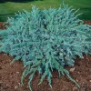 Blue Carpet 30-35 cm*Omnia Garden Discount