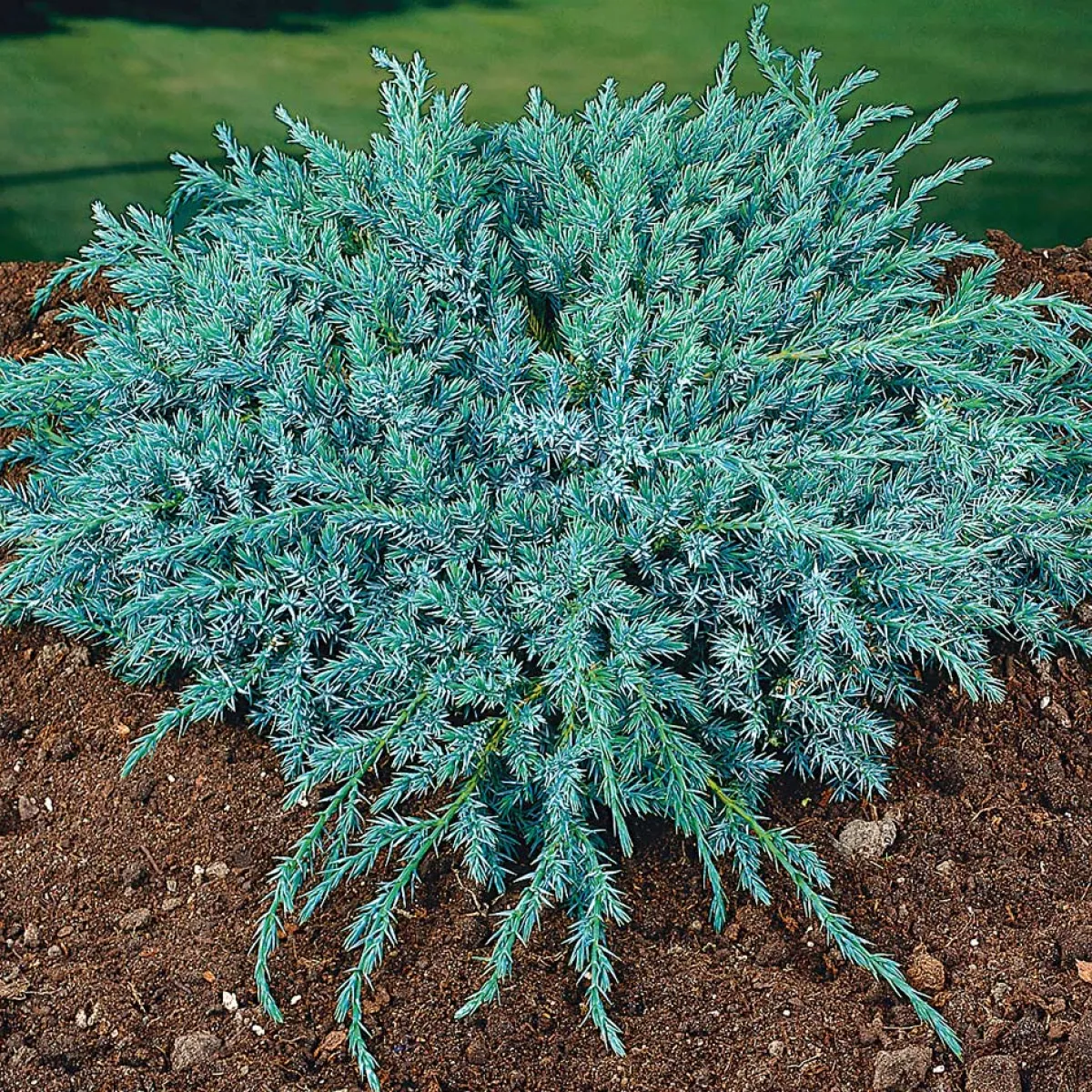 Blue Carpet 30-35 cm*Omnia Garden Discount