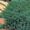 Blue Chip 25-30 cm*Omnia Garden Online
