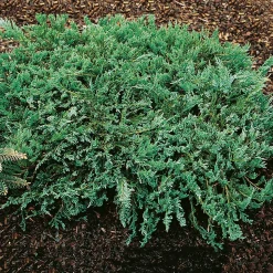 Blue Chip 25-30 cm*Omnia Garden Online