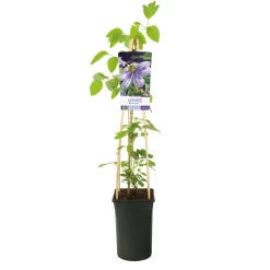 Blue Light 40-60 cm*Omnia Garden Discount