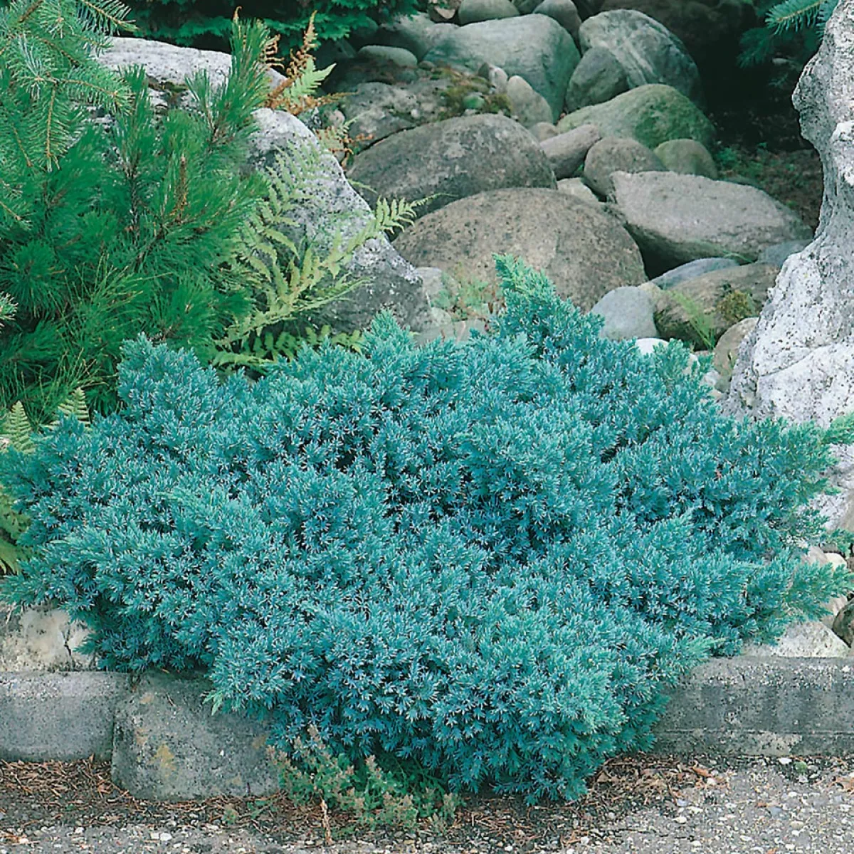 Bluestar 20-25 cm*Omnia Garden New