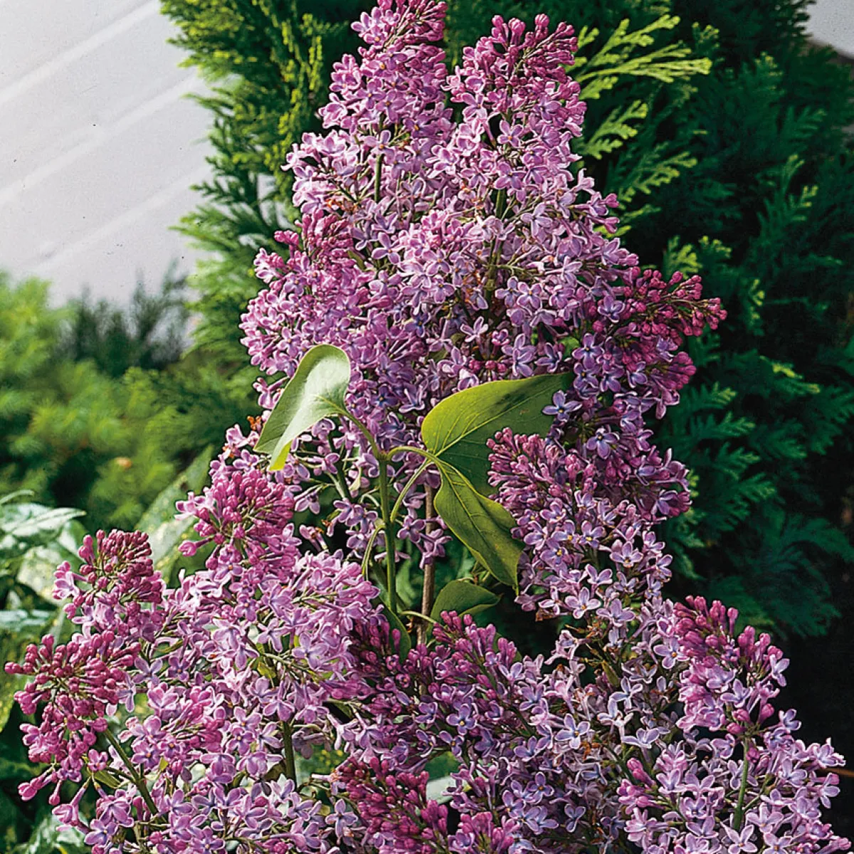 Bondsyrén*Omnia Garden Clearance