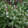 Brokbladig Lungört Opal Ocupol*Omnia Garden Sale