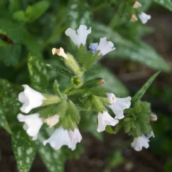 Brokbladig Lungört Opal Ocupol*Omnia Garden Sale