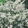 Bukettapel*Omnia Garden Clearance