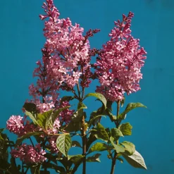 Bukettapel*Omnia Garden Clearance