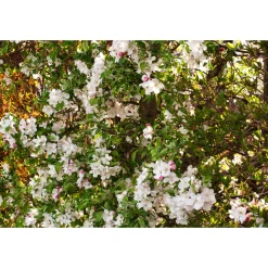 Bukettapel*Omnia Garden Clearance