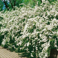Bukettspirea 80-100 cm*Omnia Garden Online