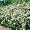 Bukettspirea 30-50cm Krukodlade*Omnia Garden New