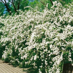 Bukettspirea 30-50cm Krukodlade*Omnia Garden New