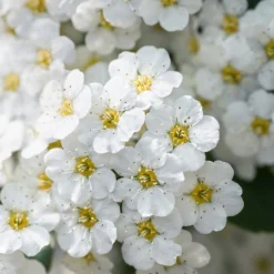 Bukettspirea 30-50cm Krukodlade*Omnia Garden New