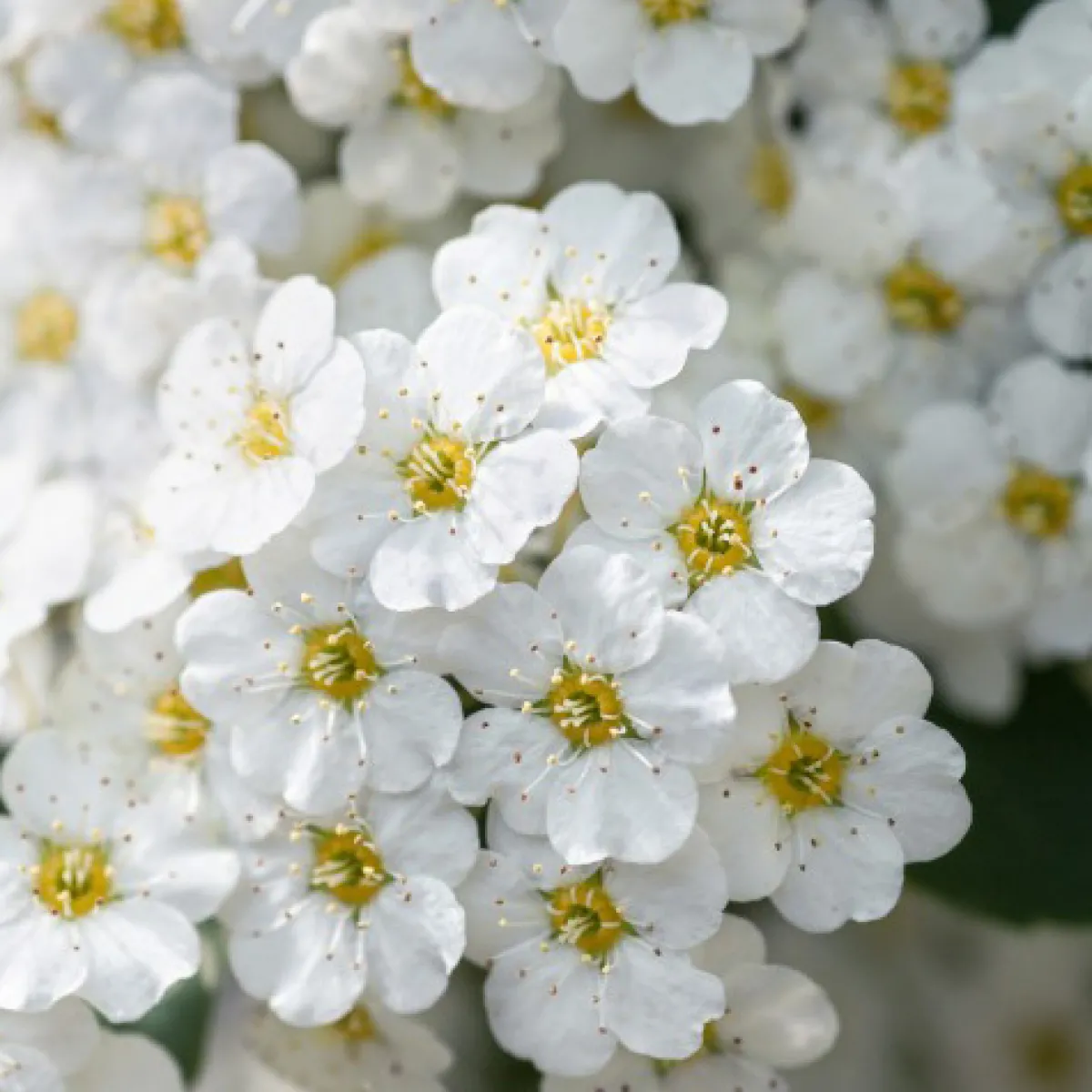Bukettspirea 30-50cm Krukodlade*Omnia Garden New
