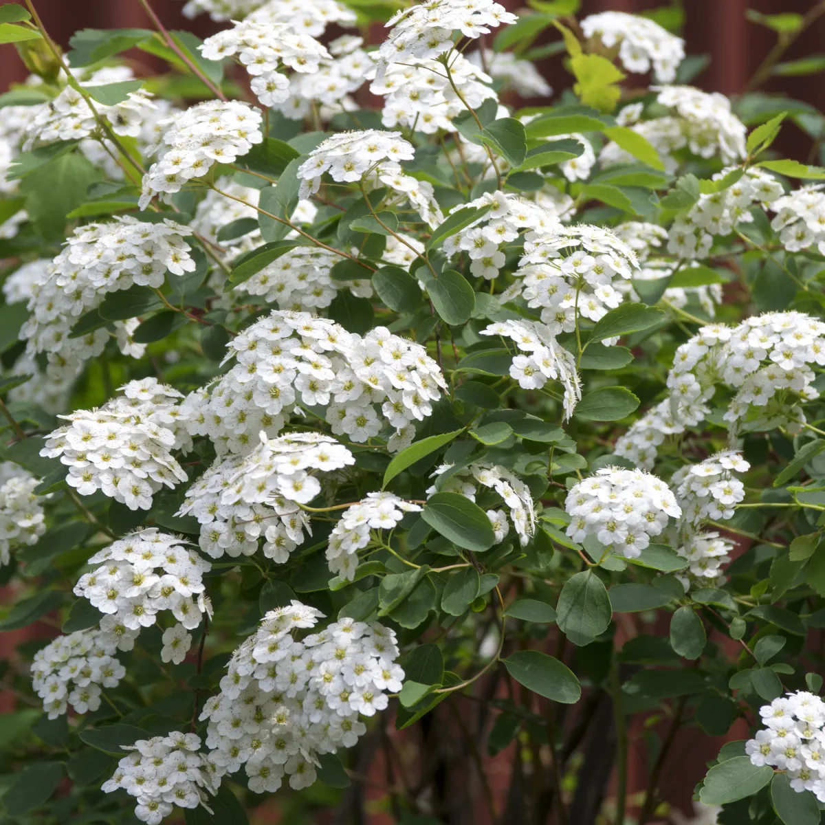 Bukettspirea 30-50cm Krukodlade*Omnia Garden New