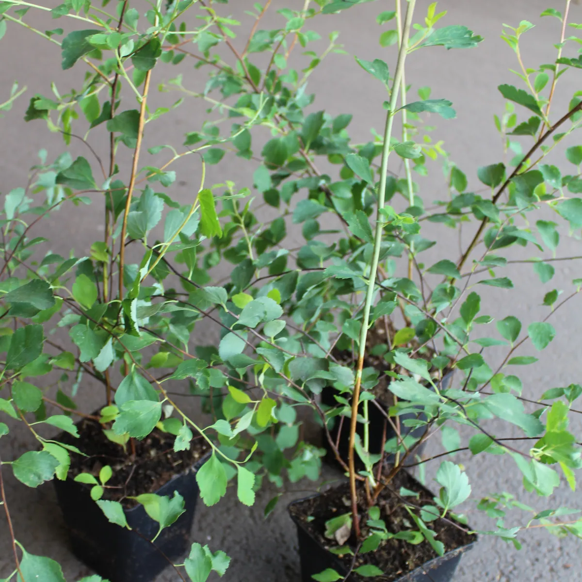 Bukettspirea 30-50cm Krukodlade*Omnia Garden New