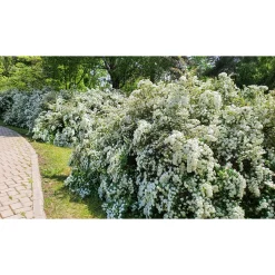 Bukettspirea 30-50cm Krukodlade*Omnia Garden New