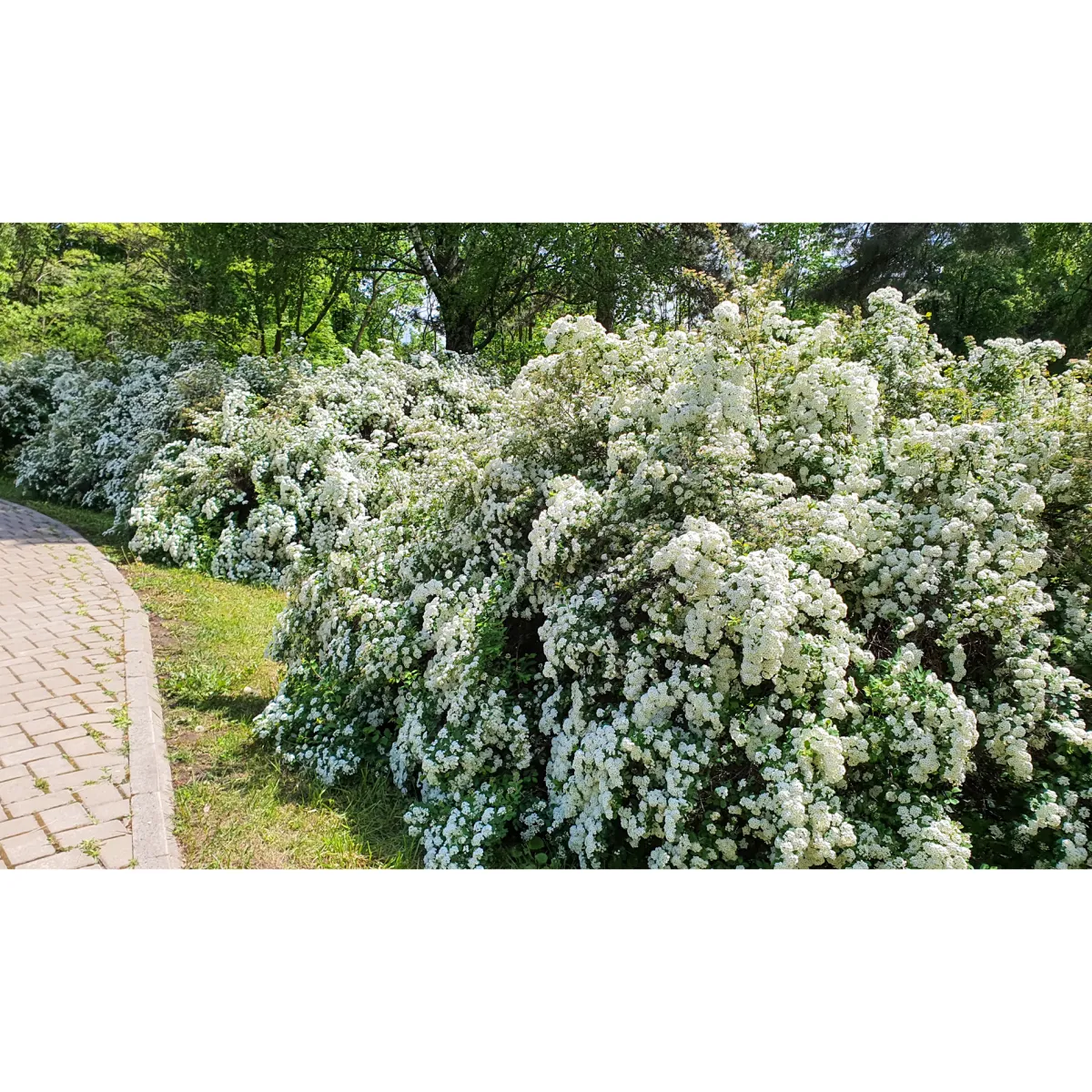 Bukettspirea 30-50cm Krukodlade*Omnia Garden New