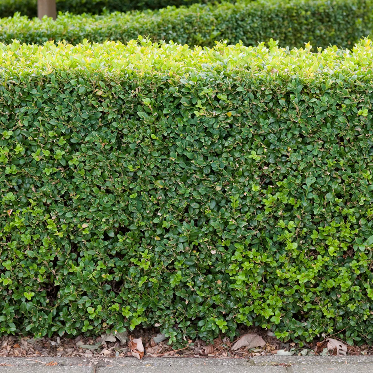 Buxbom 10-15 cm*Omnia Garden Discount
