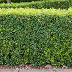 Buxbom Buxus Sempervirens 15-20 cm
