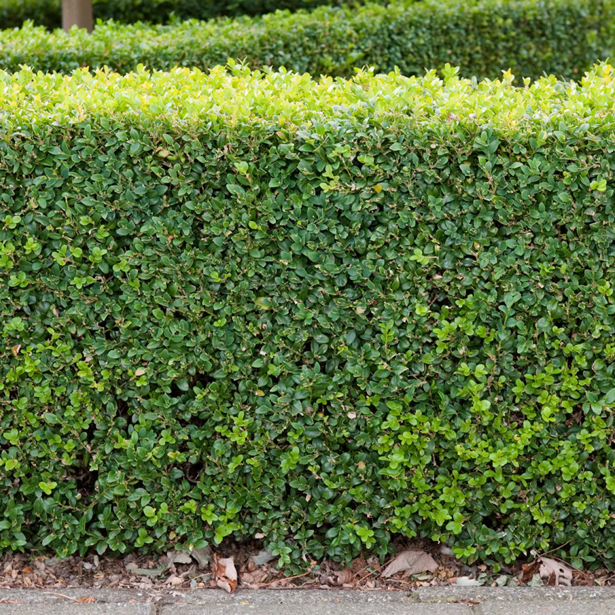 (Buxus Sempervirens) 30-40 cm