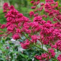 Centranthus Ruber Coccineus*Omnia Garden Sale