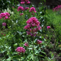 Centranthus Ruber Coccineus*Omnia Garden Sale