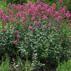 Centranthus Ruber Coccineus*Omnia Garden Sale