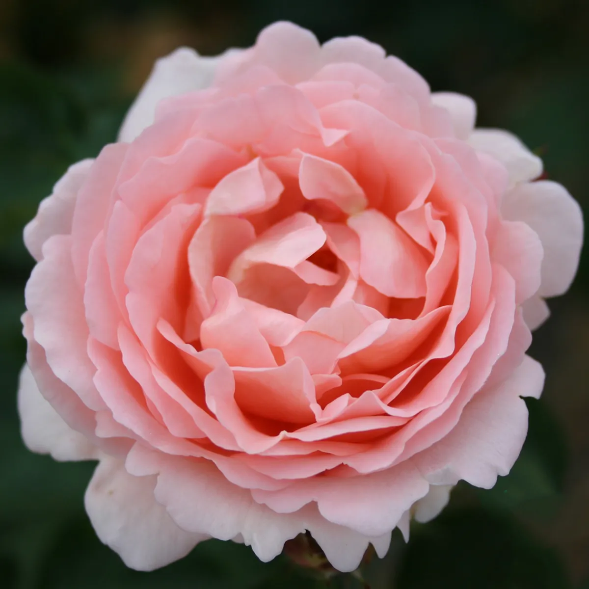 Clair Renaissance*Omnia Garden Outlet