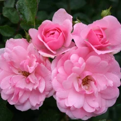 Climbing Bonica*Omnia Garden Sale