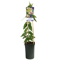 Copper Beauty 40-60 cm*Omnia Garden Discount