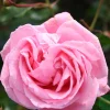Coral Dawn*Omnia Garden Sale