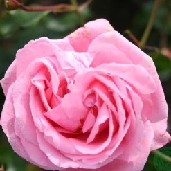 Coral Dawn*Omnia Garden Sale