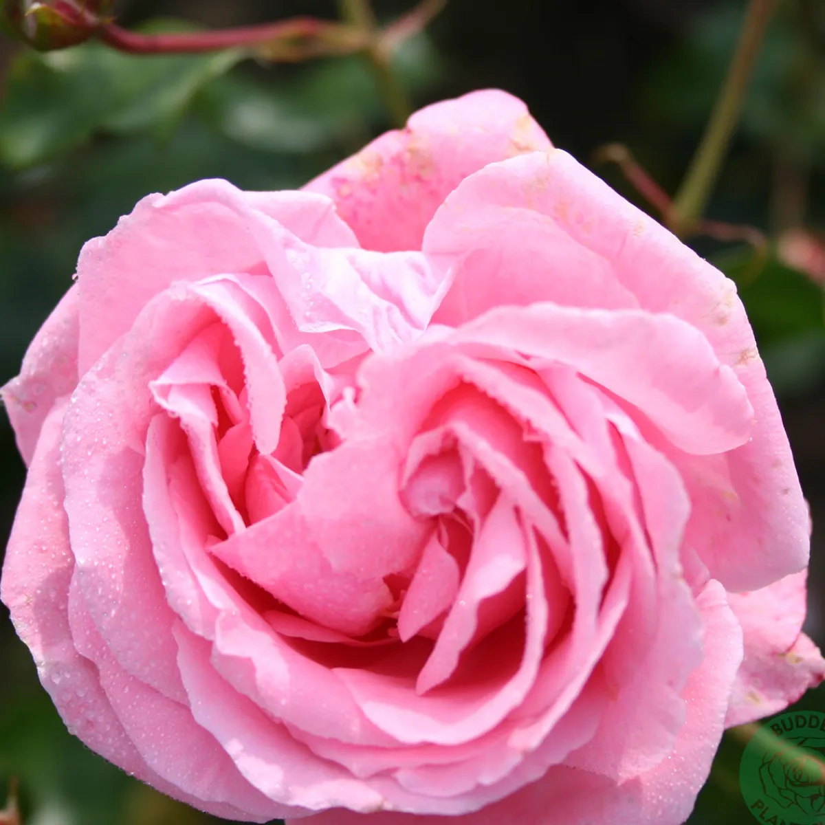 Coral Dawn*Omnia Garden Sale