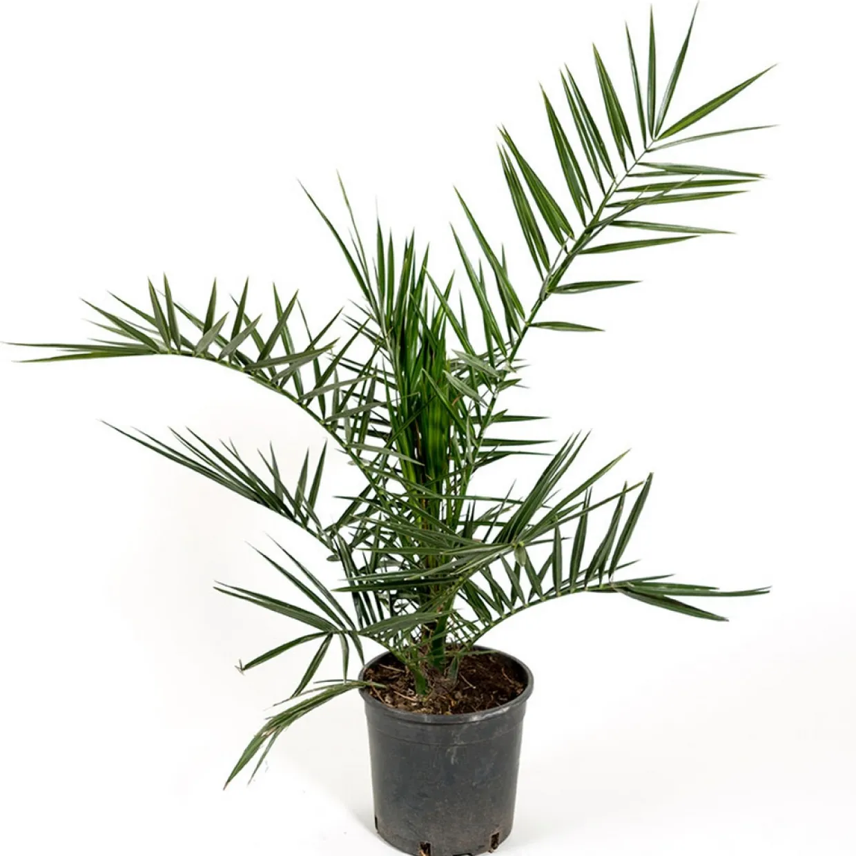 Dadelpalm Omnia Garden Bygghemma.se