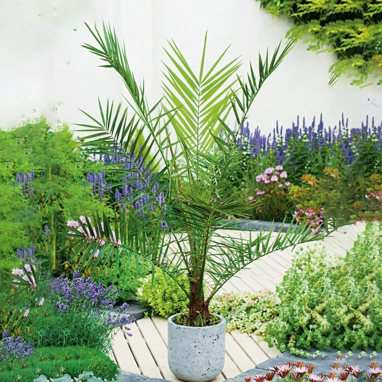 Dadelpalm Omnia Garden Bygghemma.se