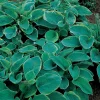 Daggfunkia Sieboldiana Frances Williams*Omnia Garden Sale