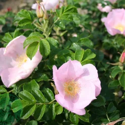 Dagmar Hastrup*Omnia Garden Clearance