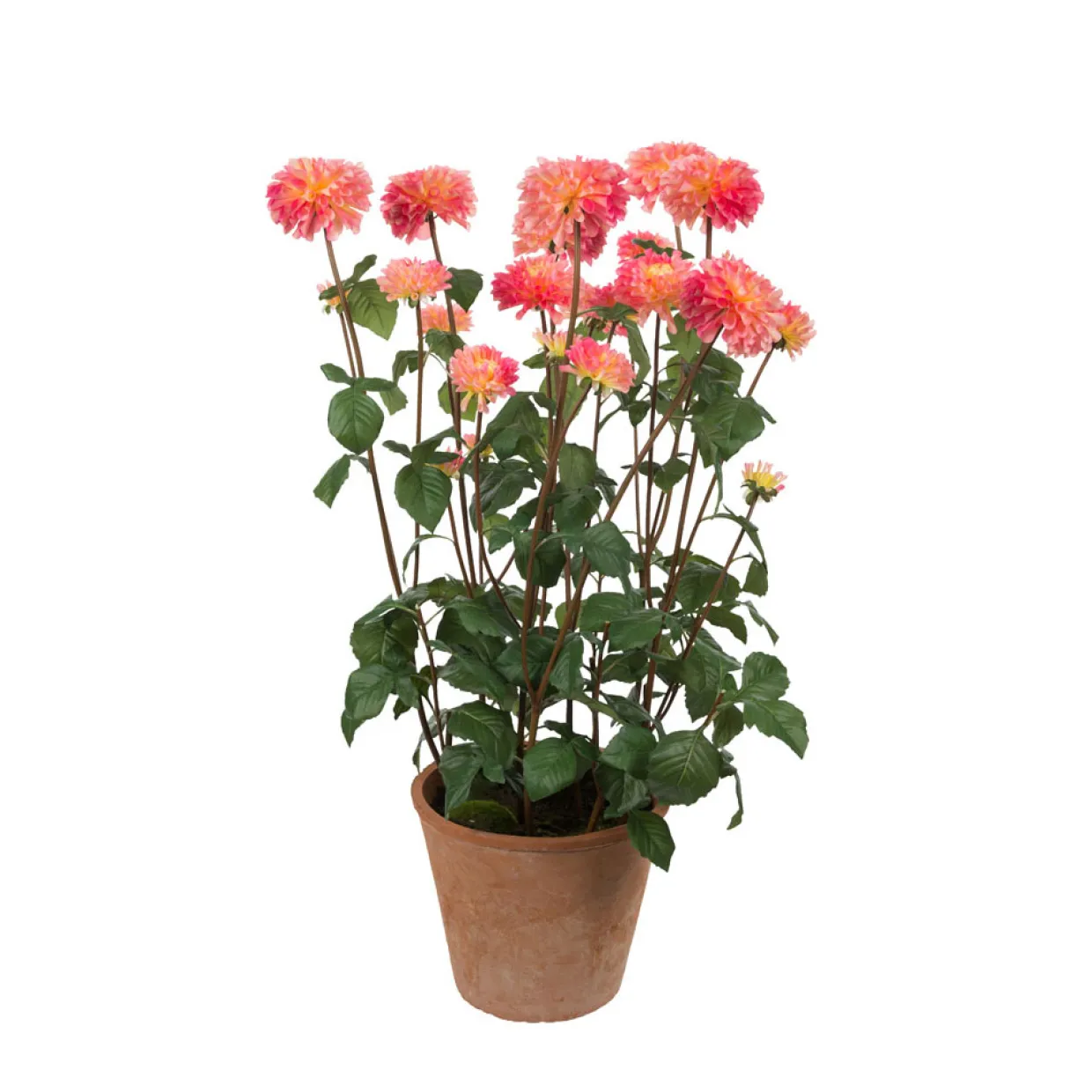 Dahlia