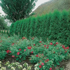 Ädeltuja Smaragd 80-100 cm*Omnia Garden Online