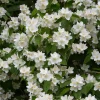 Doftschersmin*Omnia Garden Best