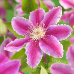 Dr Ruppel 40-60 cm*Omnia Garden Online