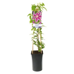 Dr Ruppel 40-60 cm*Omnia Garden Online