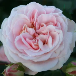Dronning Margrethe*Omnia Garden Outlet