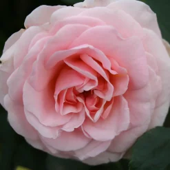 Dronning Margrethe*Omnia Garden Outlet