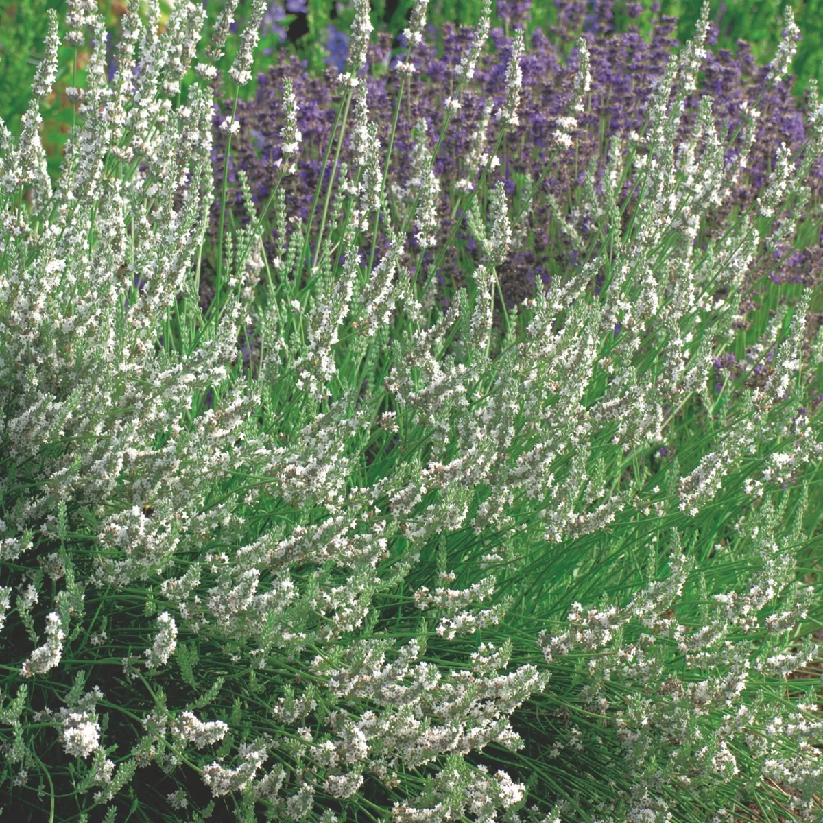 Edelweiss*Omnia Garden Discount