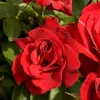 Erotika*Omnia Garden New